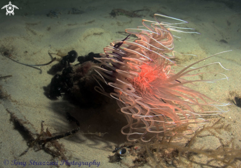 A Pachycerianthus longistriatis | Striped Tube Anemone