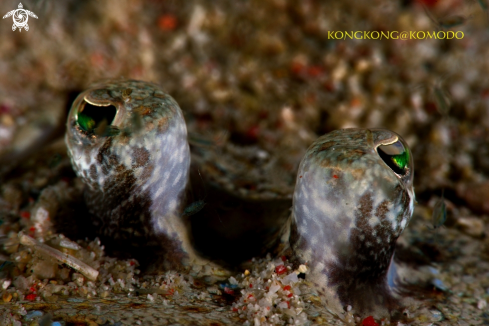 A Flounder