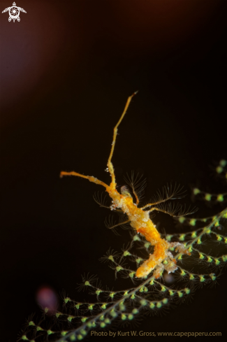 A Skeleton shrimp