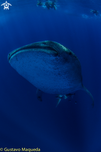 A Tiburón Ballena