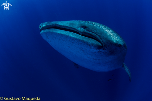 A Rhincodon typus | Tiburón Ballena