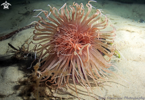 A Pachycerianthus longistriatis | Striped Tube Anemone