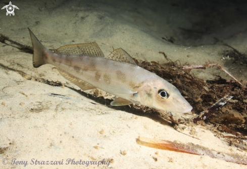 A Sillago maculata | Trumpter Whiting