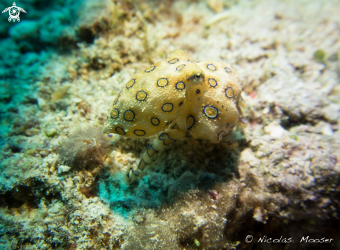 A blue ringed octopus