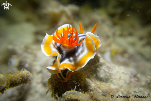 A nudibranch