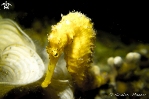 A Yellow seahorse