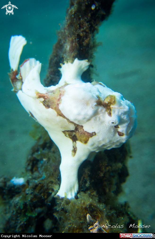A clown frogfish