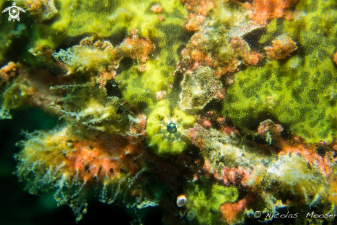 A Giant green frogfish