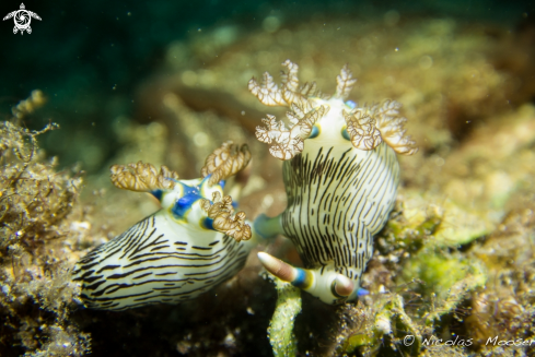 A Nembrotha lineolata | Nudibranch