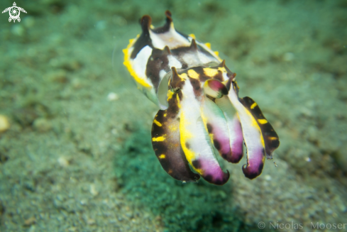 A Flamboyant cuttlefish