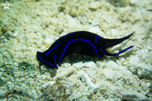 A Chelidonura varians | Nudibranch