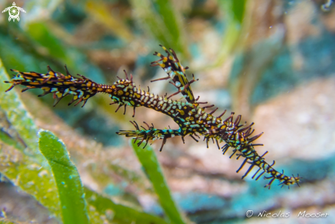 A Harlequin ghost pipefish