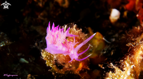 A flabellina affinis