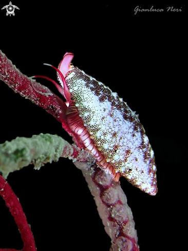 A Neosimnia spelta and Leptogorgia sarmentosa | Ciprea delle gorgonie