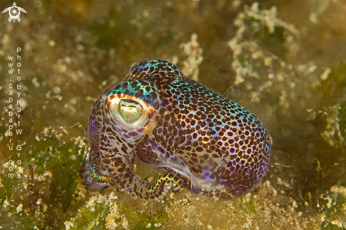 A Bobtail Squid