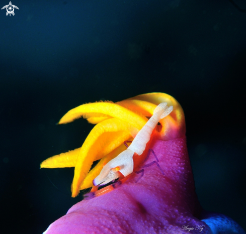 A Nudibranchs and emperor shrimp