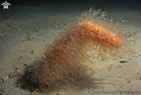 A Cavernularia obesa | Obese sea pen