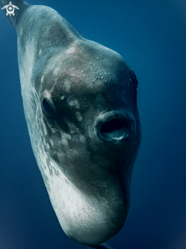 A Southern Ocean Sunfish