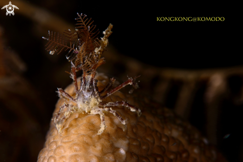 A Decorator Crab