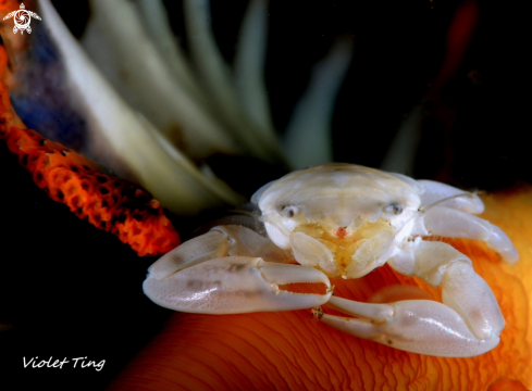 A Porcellanella triloba | Crab
