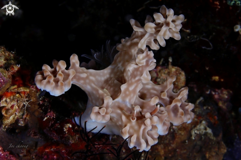 A Ceratosoma Alleni  | Nudi