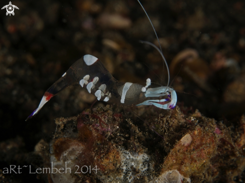 A Anemone Shrimp