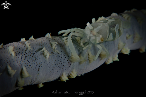 A Zanzibar Whip Coral Shrimp