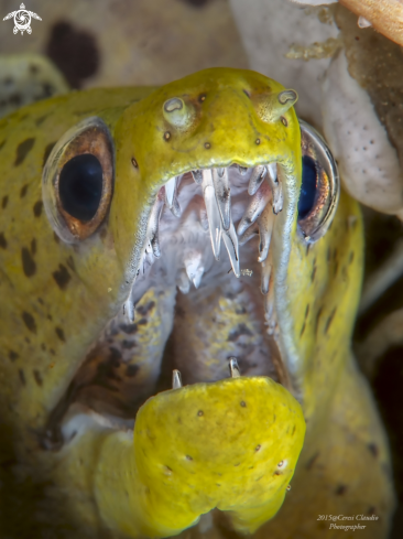 A  Gymnothorax fimbriatus | Moray eels or Muraenidae ,