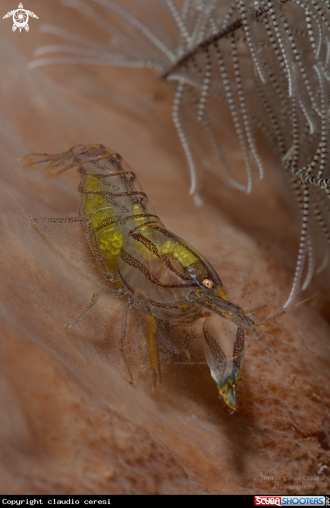 A Il gambero pistola, the bigclaw snapping shrimp,