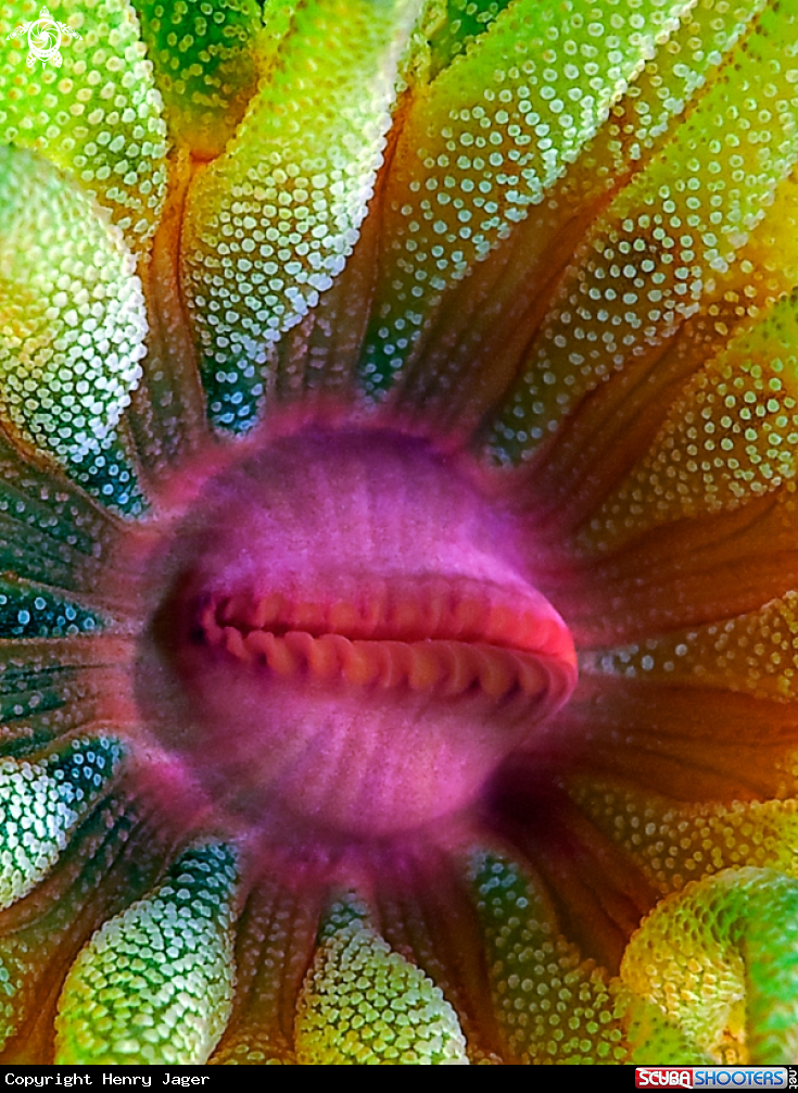 A gracile cupe coral