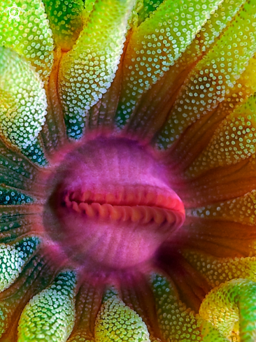 A Dendrophyllia gracilis | gracile cupe coral