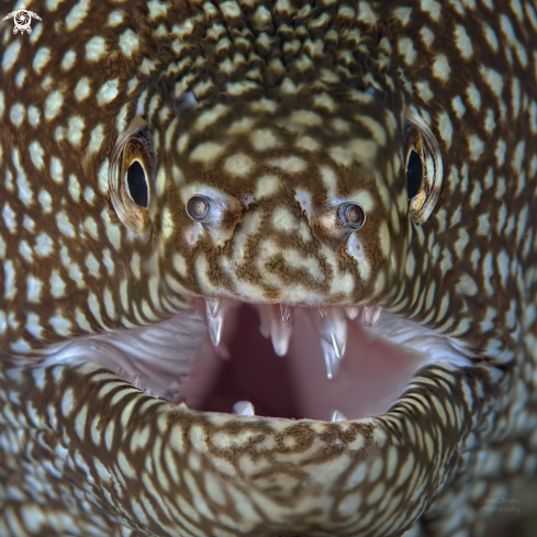 A murena leopardo , Whitemouth moray,