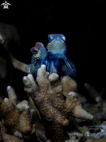 A mandarin fish, pesce mandarino