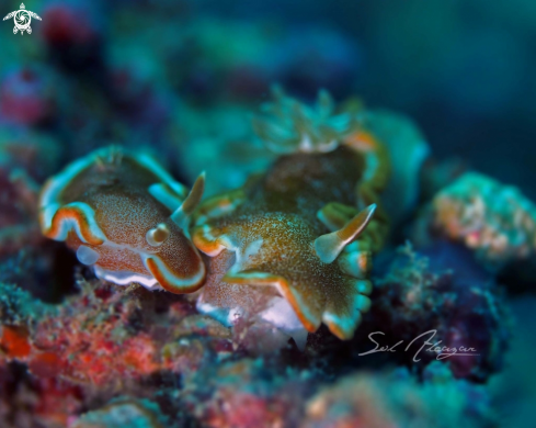 A Glossodoris rufomarginata | Nudibranch