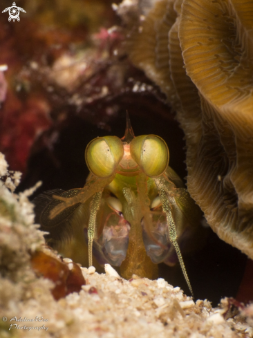 A Mantis shrimp