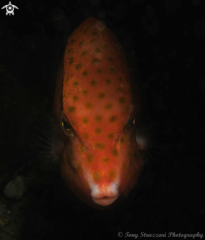 A Anoplocapros inermis | Eastern Smooth Boxfish