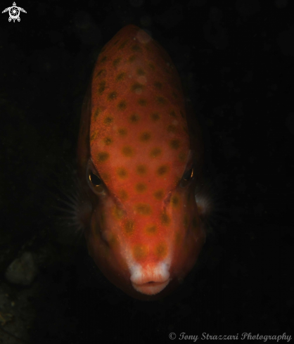 A Eastern Smooth Boxfish