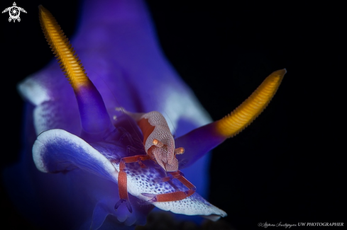 A Zenopontonia rex atop Hypselodoris apolegma | Zenopontonia Rex