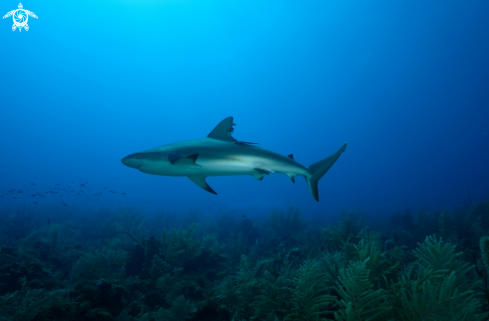 A Carcharhinus limbatus | Squalo pinna nera