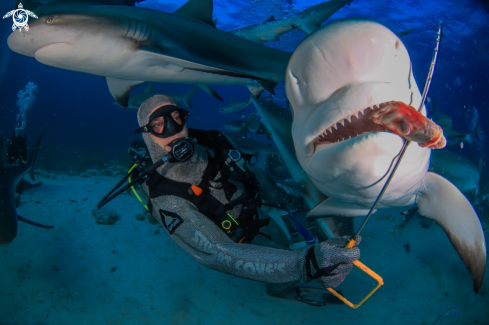 A Caribbean Reef Shark 