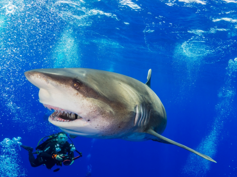 A Oceanic White Tip and Photographer