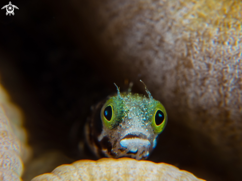 A Secretary Blenny