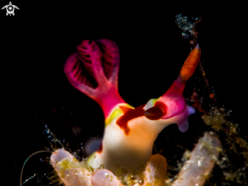 A Nudibranck