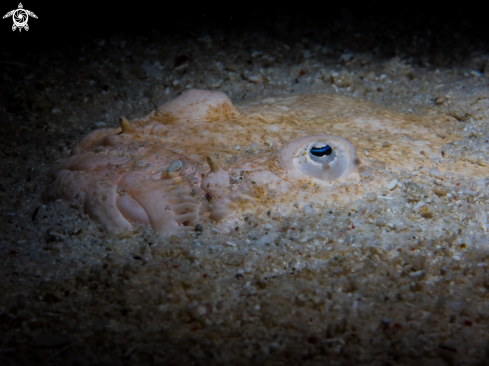 A Uranoscopidae | Stargazer fish