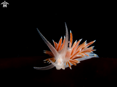 A Nudibranch on Kelp