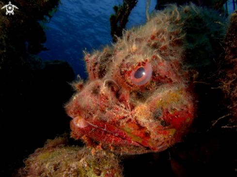 A Scorpionfish