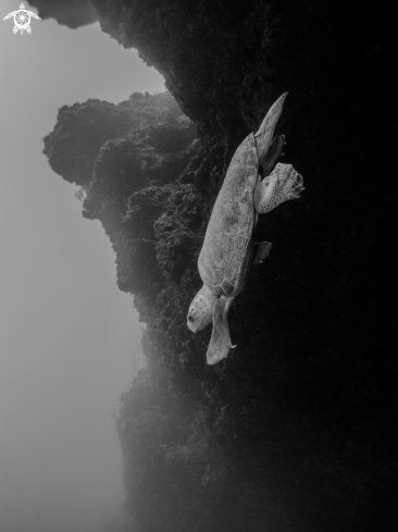 A Loggerhead Turtle