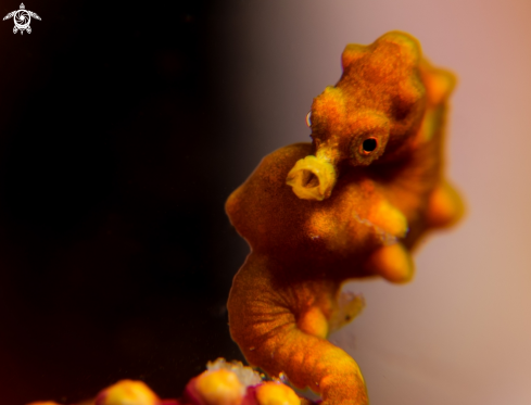 A Pygmy Seahorse