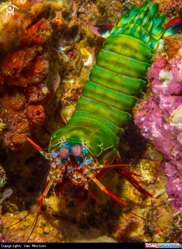 A Peacock Mantis Shrimp Full Body