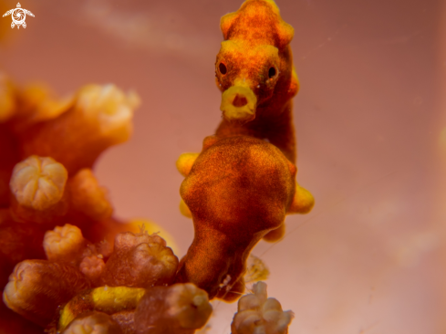 A Hippocampus bargibanti | Pygmy Seahorse